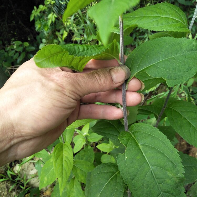 寄奴新鲜南刘奇蒿千米细白花九牛六月九里光苦连其他药食同源食品