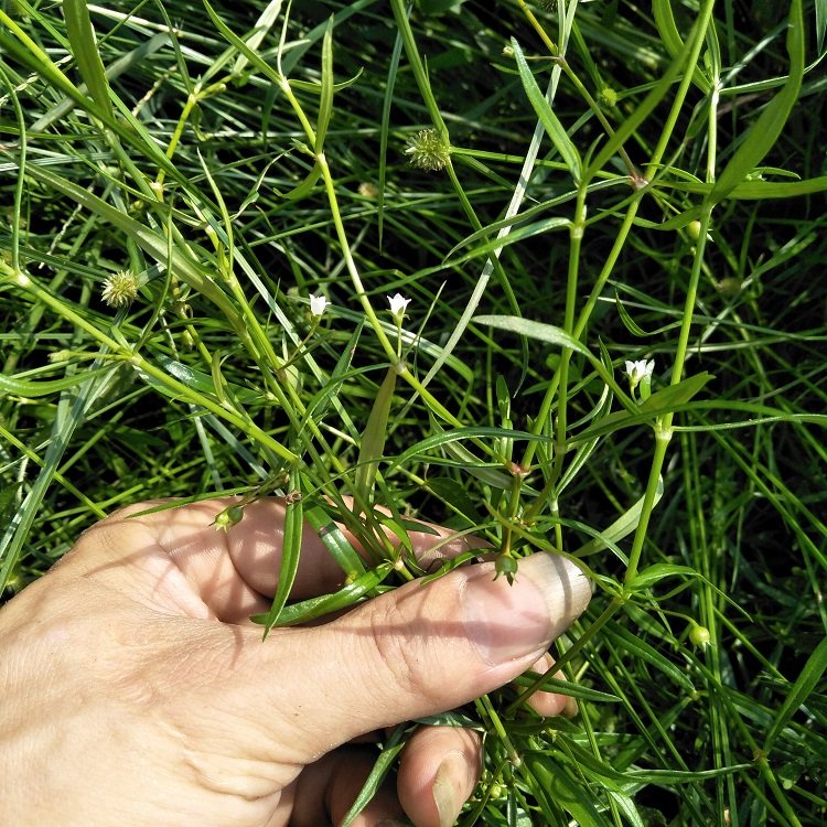 现采生草可半枝蛇针新鲜舌草野鹤总管500g蛇舌其他药食同源食品