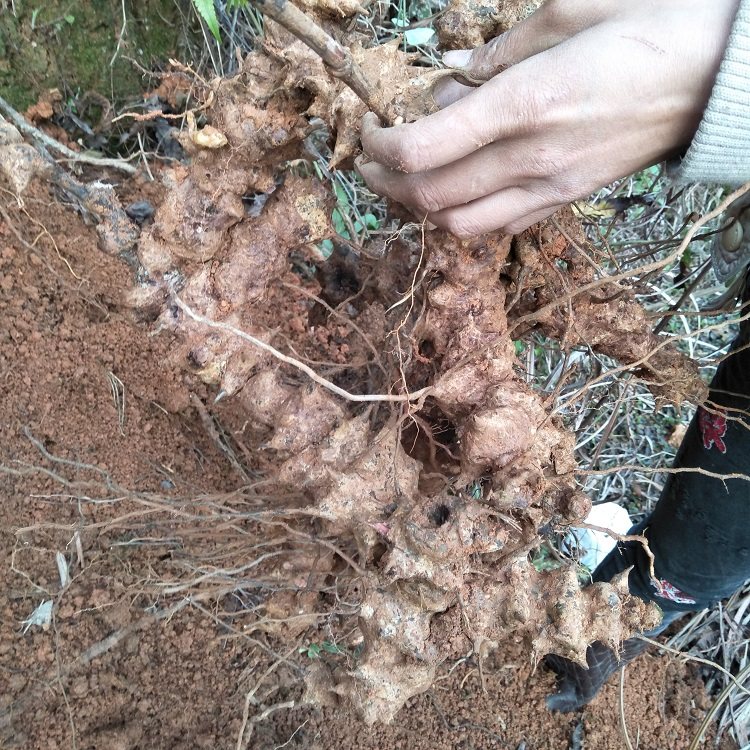 正宗生新鲜根500g铁菱角金刚藤菝葜