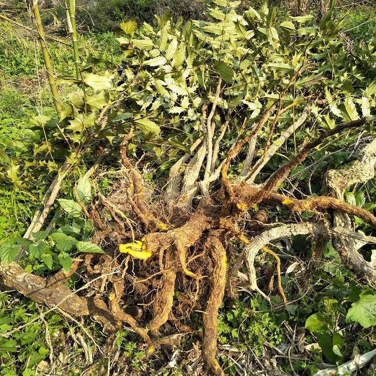 生根草中药别名图片