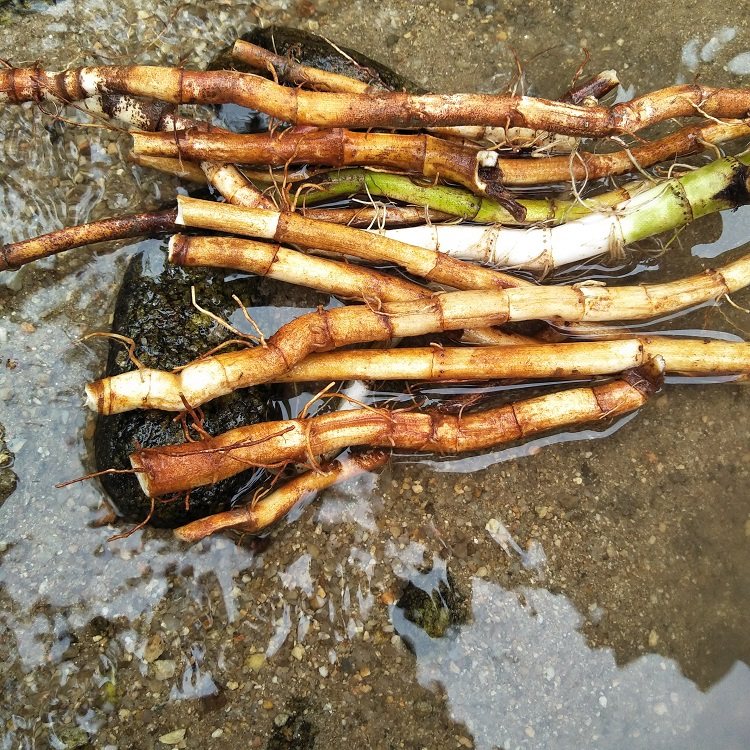 生新鲜三白草根野三白根白莲藕水木通白面姑藕白花莲500g中草药材