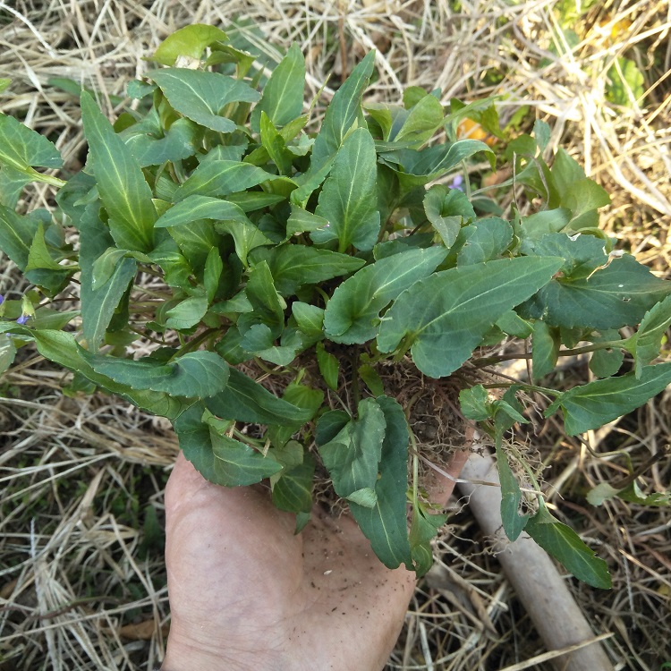 正宗新鲜犁头500g包邮紫花地丁中草药如意草犁其他药食同源食品