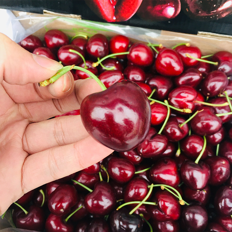 智利车厘子原装进口5斤10斤礼盒3j特大果santina新鲜樱桃孕妇水果