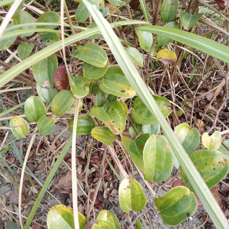 金刚2022新晒铁刺苓根菝藤铁菱角根铁刺菱干品其他药食同源食品