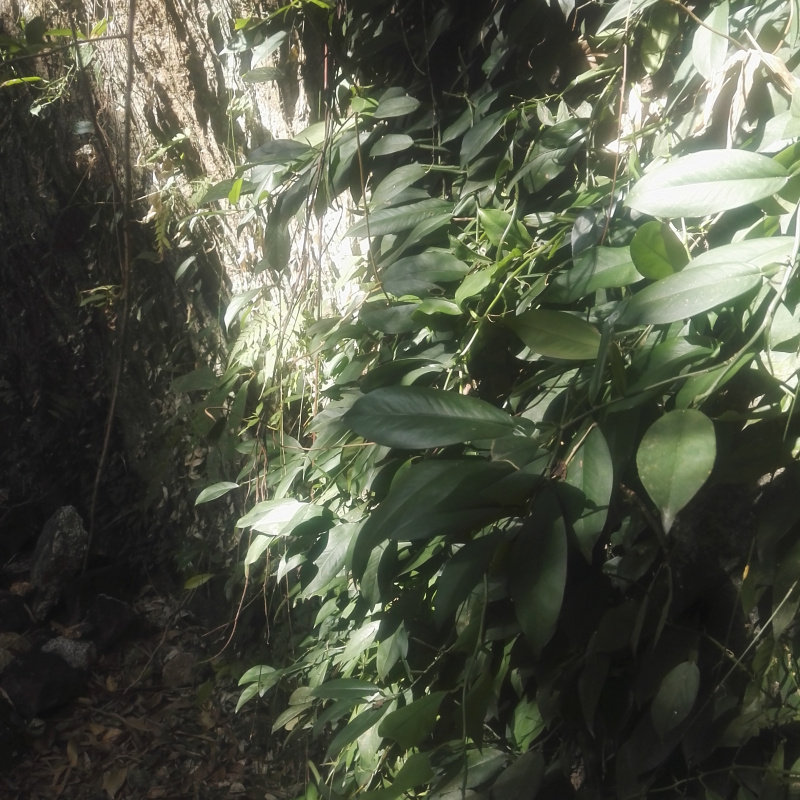 野生中草药材石柑子 石蒲藤 石气柑 巴岩香 石葫芦 吊绿萝 500g