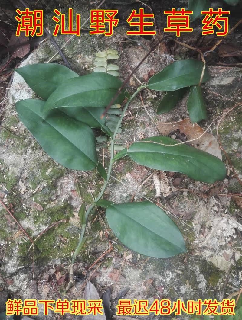 野生中草药材石柑子 石蒲藤 石气柑 巴岩香 石葫芦 吊绿萝 500g