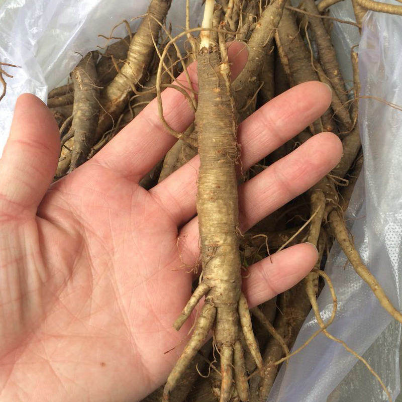 当归野生西藏林芝土特产正品滋补100g包邮当归