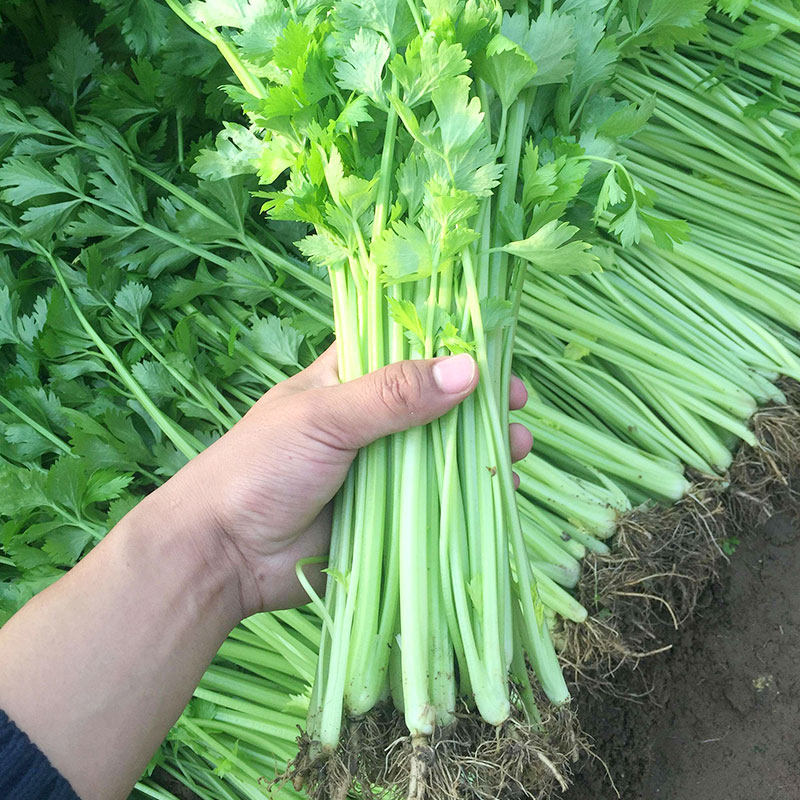 四季小香芹种子种籽芹菜秋冬种菜山芹苗青菜蔬菜种苗幼苗孑蔬莱