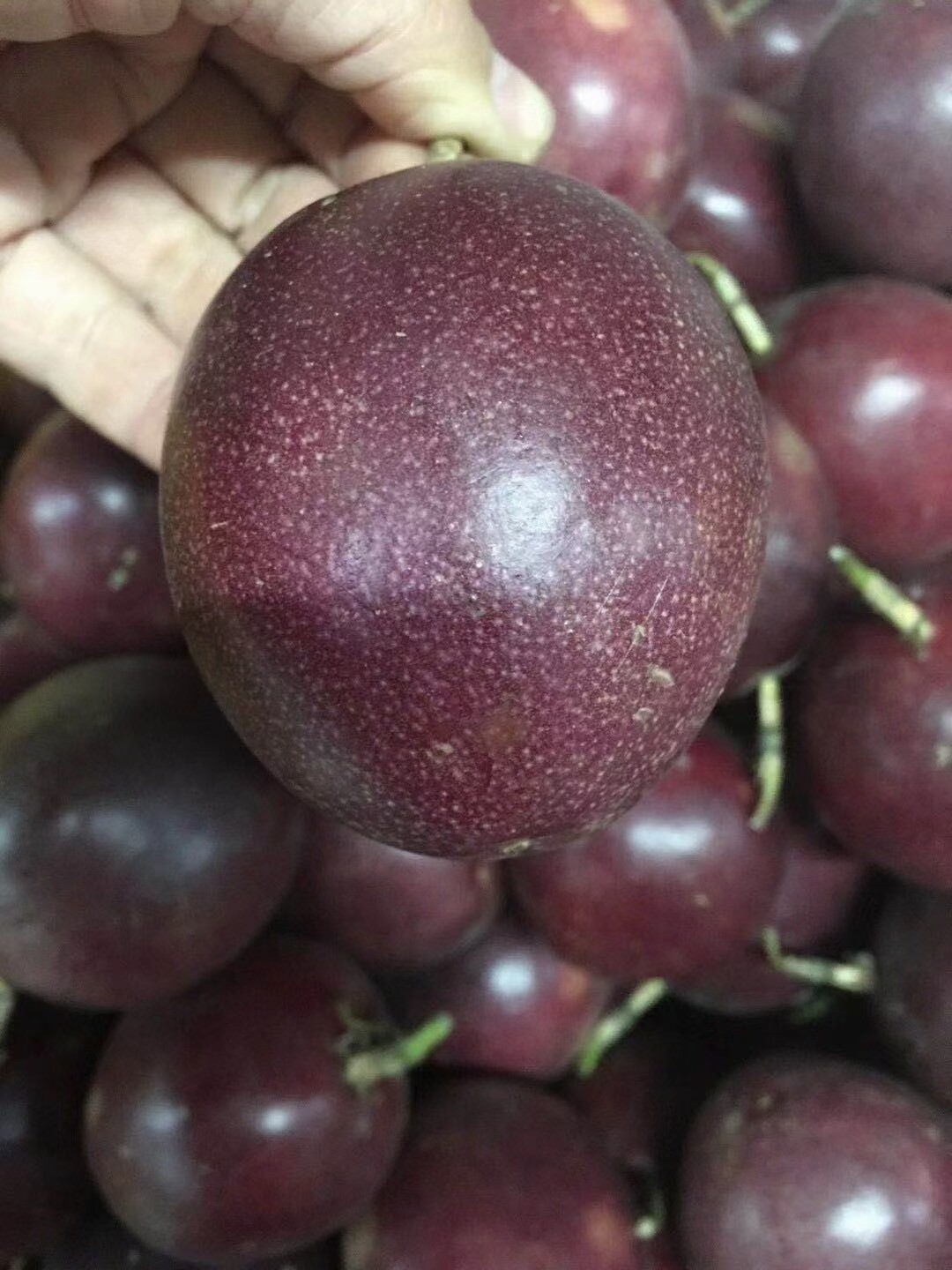 百香果紫皮大果5斤广西紫香西番紫色泡药百香果