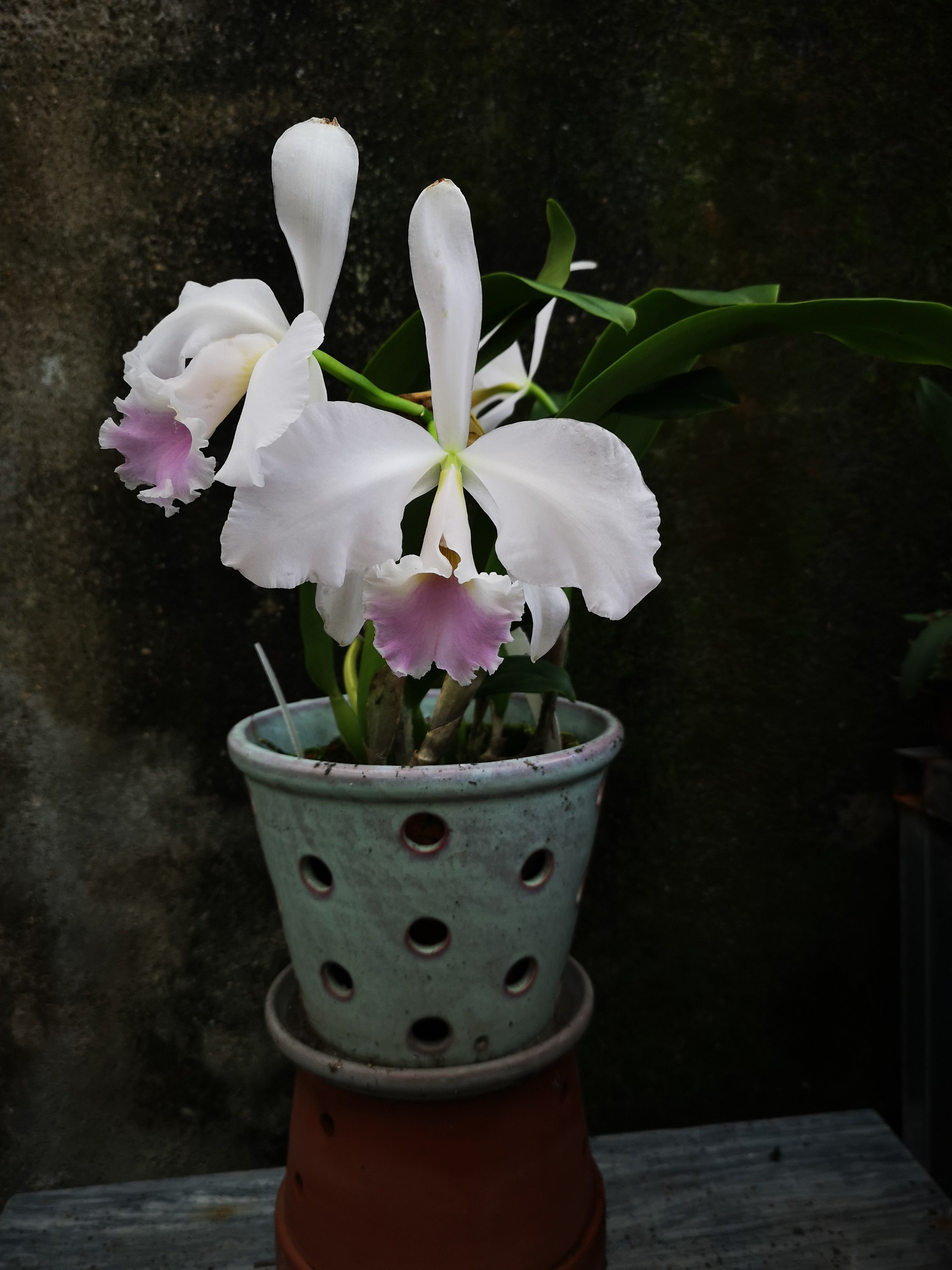 mossiae reineckanalilac丁香 莫西埃原种卡特兰花