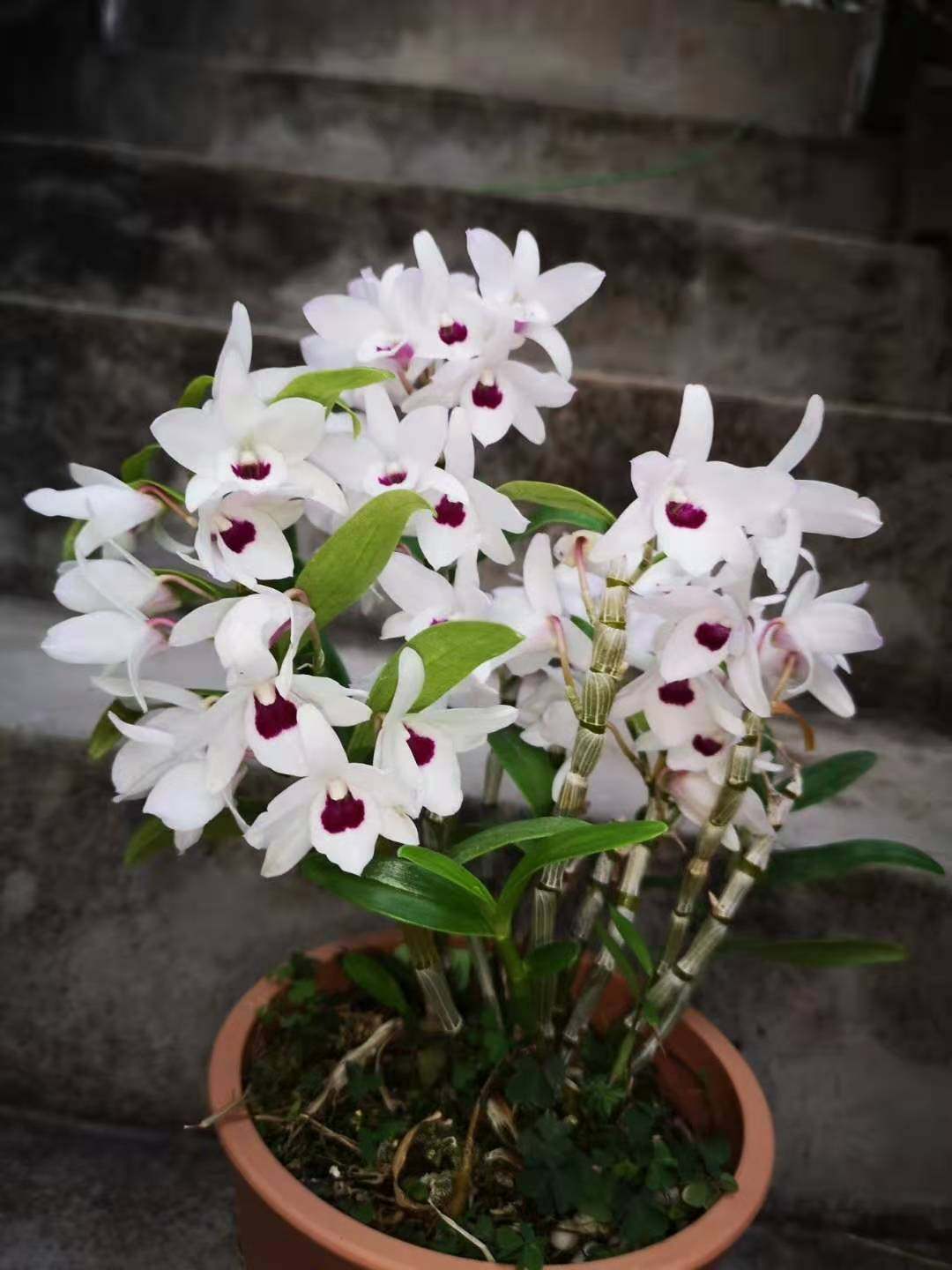 番茄雅韵dencassiopemoniliforme白花红心早花石斛时令草本花卉