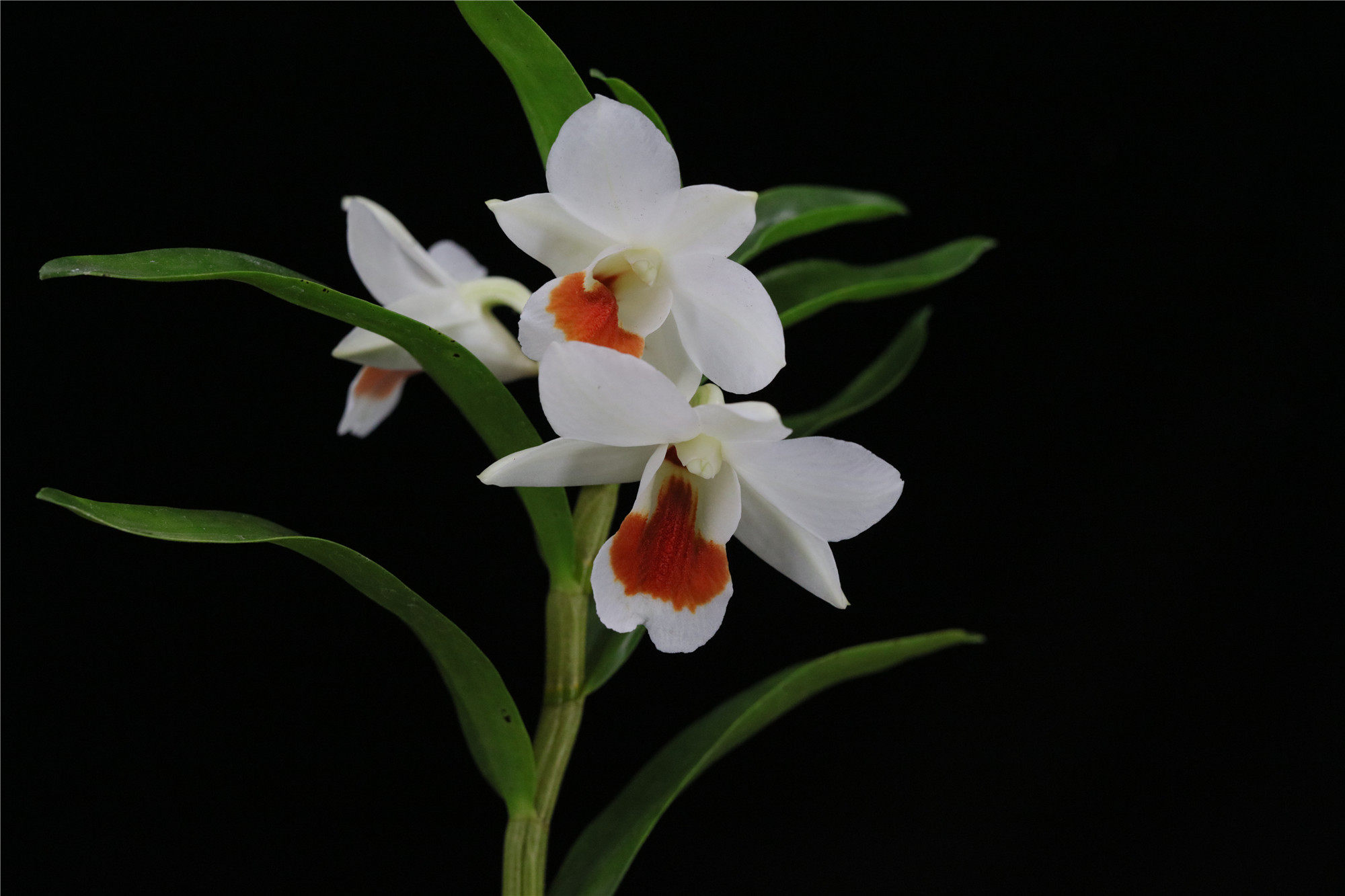 番茄毛石斛兰花兰兰石斛雅韵玉鹫vejvarutroongkamolden时令草本花卉