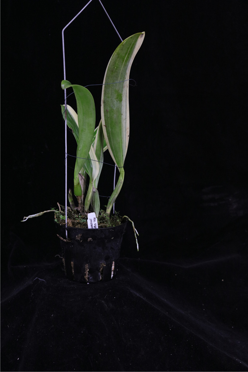 番茄雅韵rlcpeach红桃叶艺大卡特兰兰花洋兰时令草本花卉