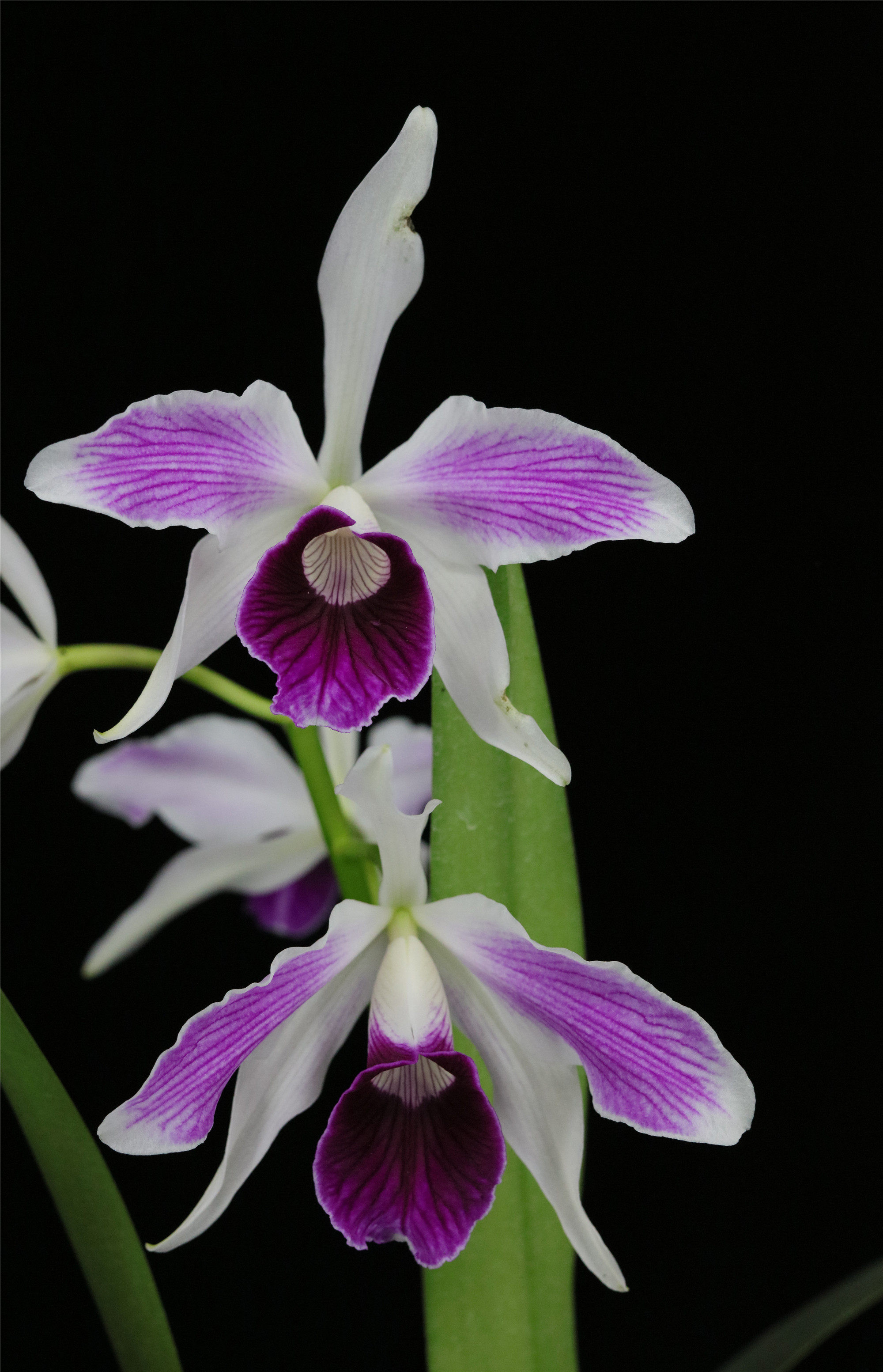 purpurata  striata a-1线条婆婆卡特兰花洋兰  番茄 雅韵堂