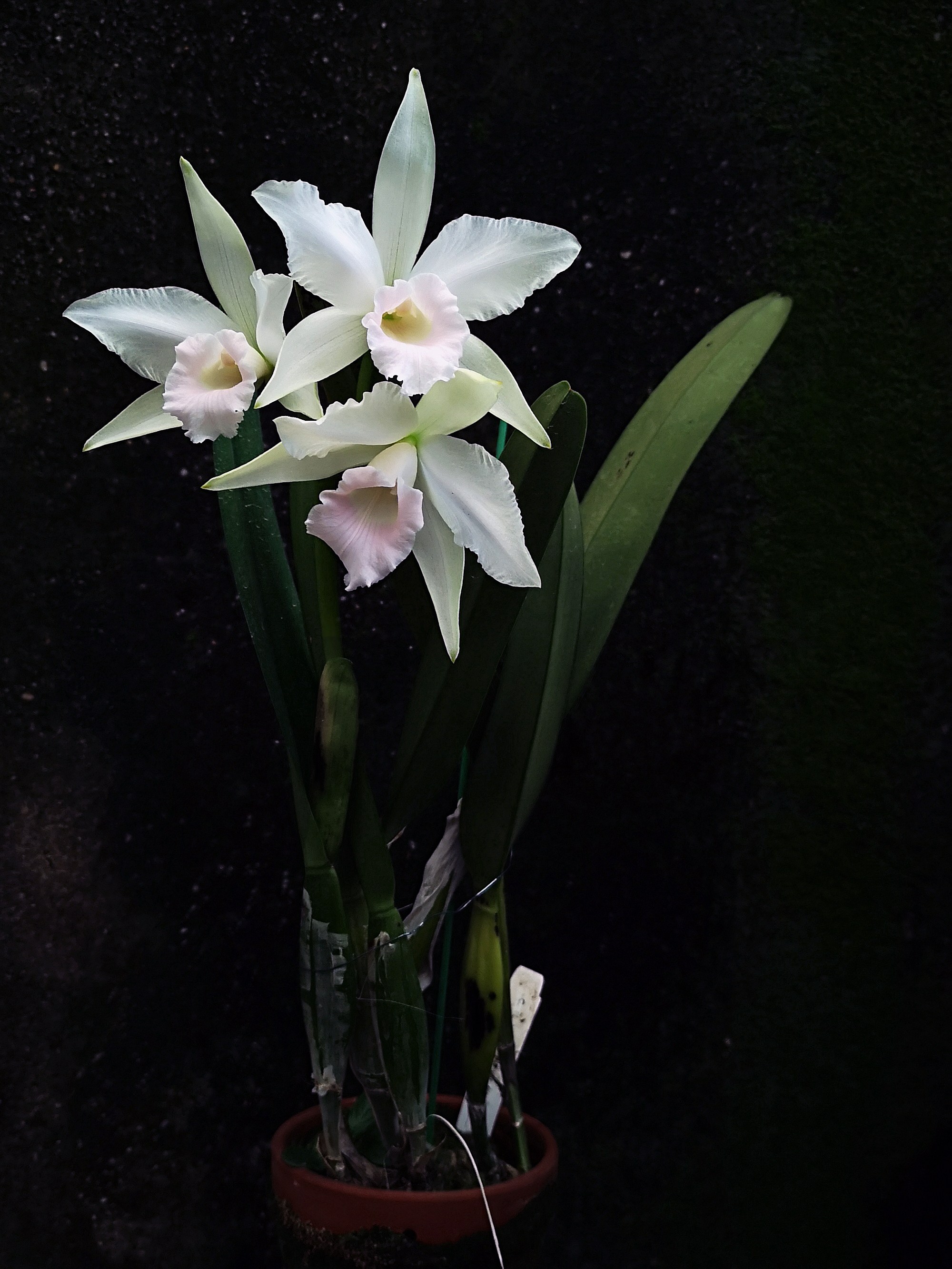 番茄兰花卡特兰卡特原种婆婆雅韵白婆婆处女virginalis时令草本花卉