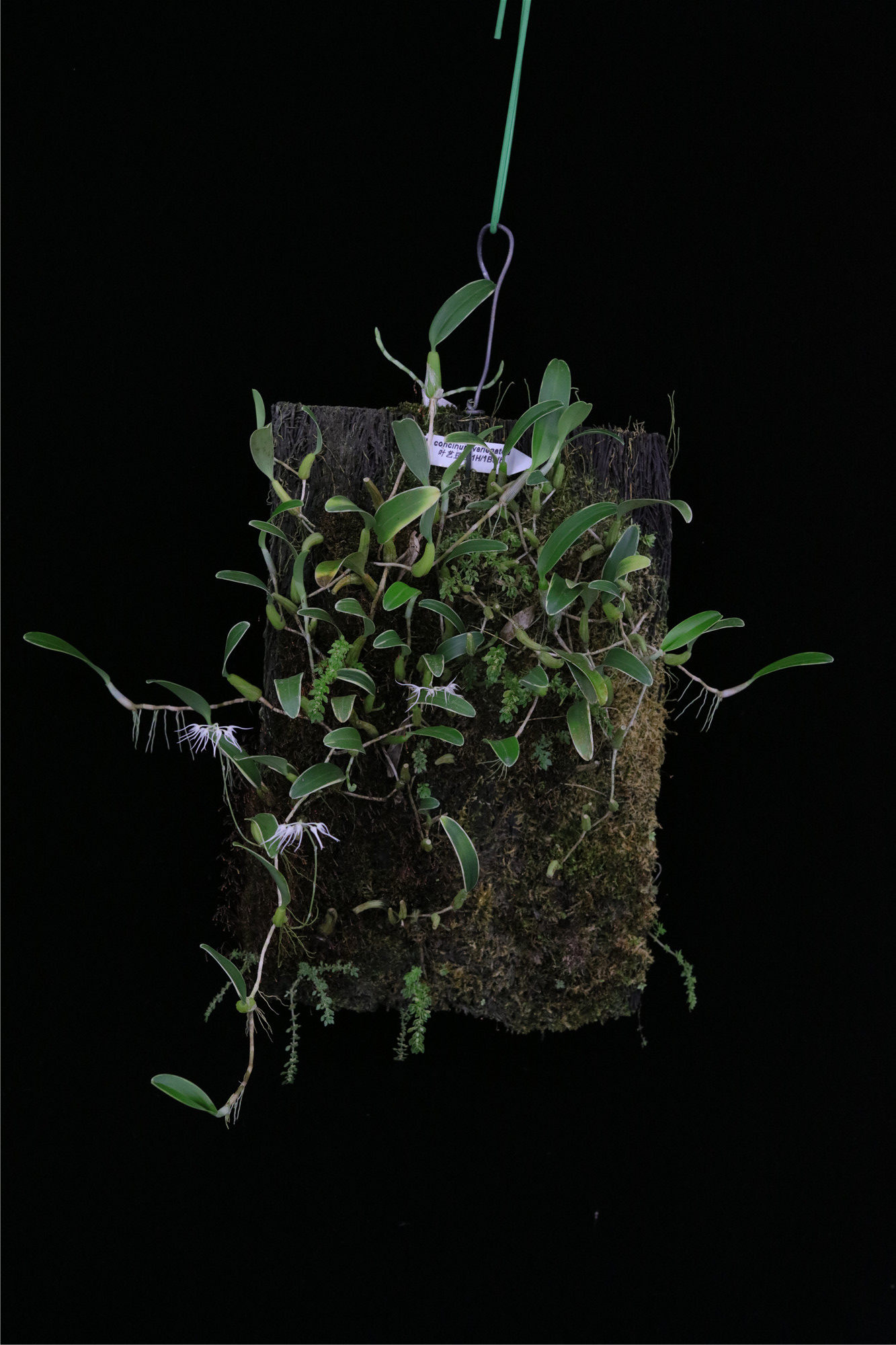 番茄雅韵堂bulb.concinum variegated 叶艺石豆兰兰花洋兰