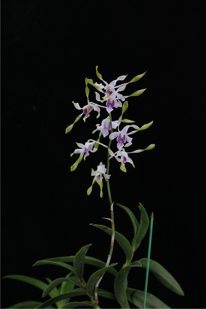 番茄雅韵dencanaliculatumxmuyipearl三色羚羊石斛兰花时令草本花卉