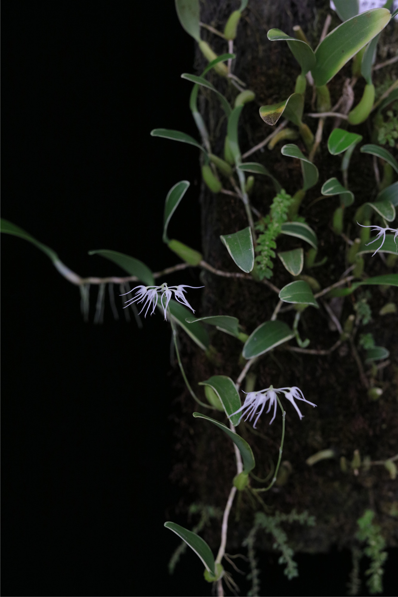 番茄雅韵堂bulb.concinum variegated 叶艺石豆兰兰花洋兰