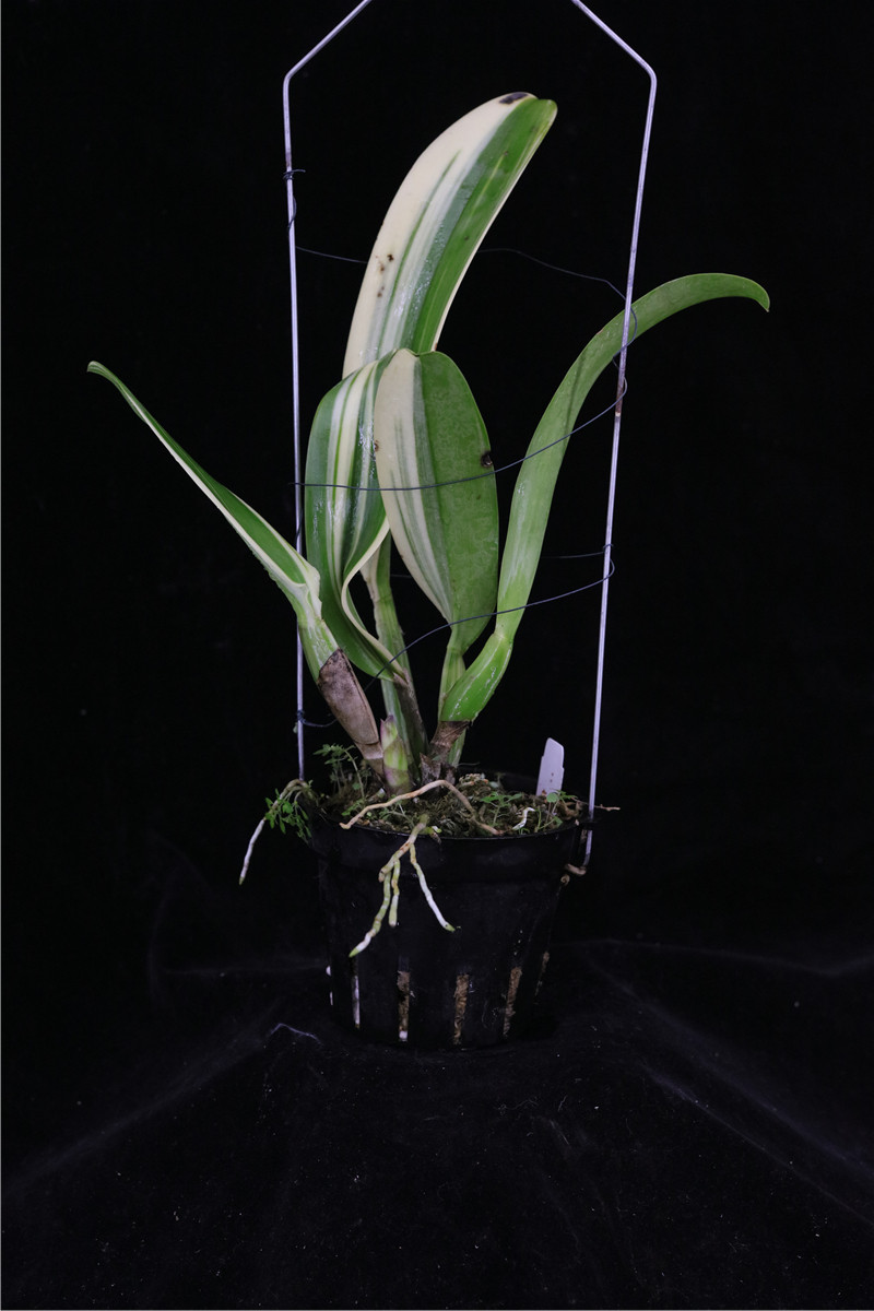 番茄雅韵rlcpeach红桃叶艺大卡特兰兰花洋兰时令草本花卉