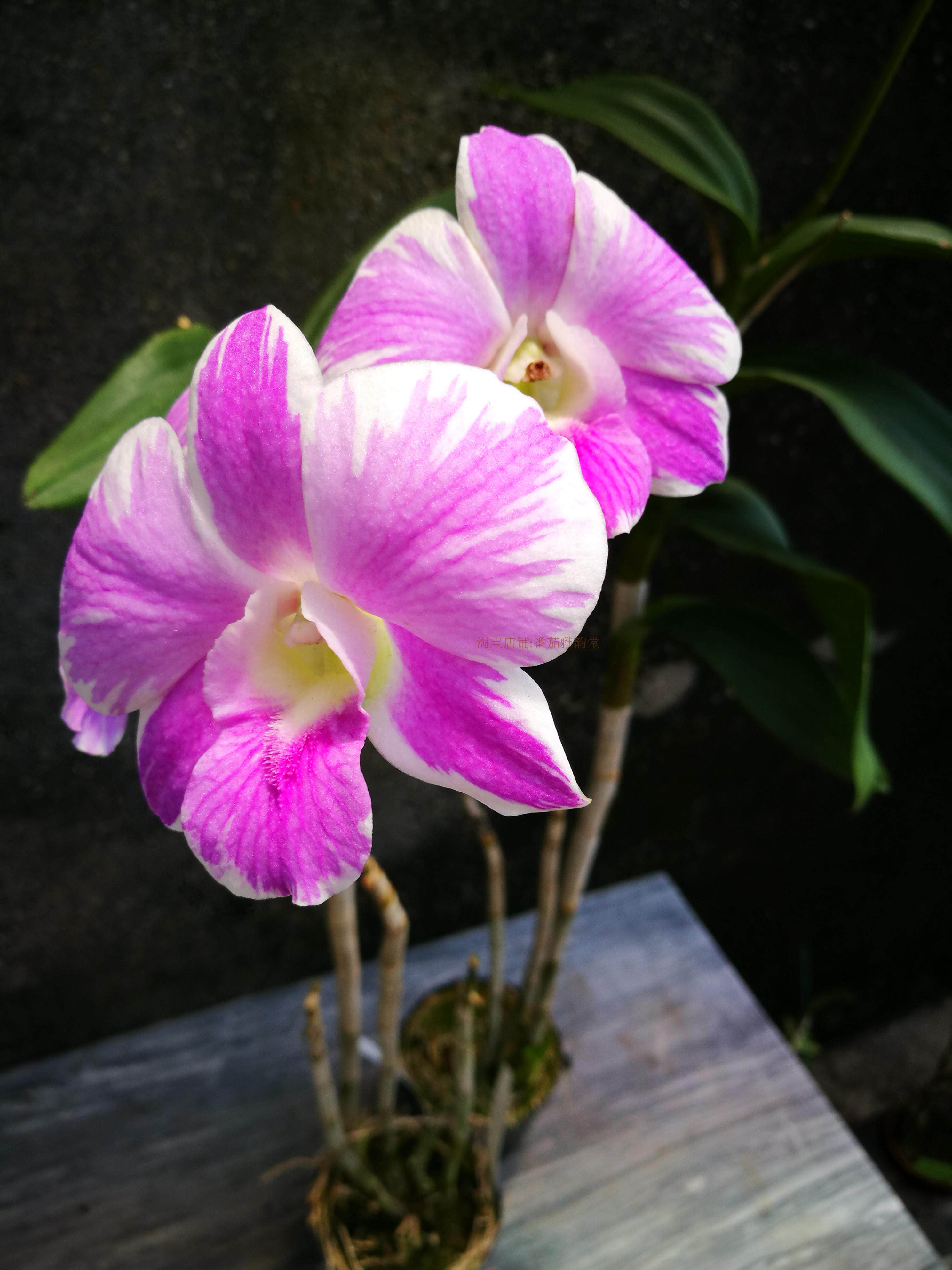 den.buranapink枫叶泼墨石斛兰花洋兰时令草本花卉