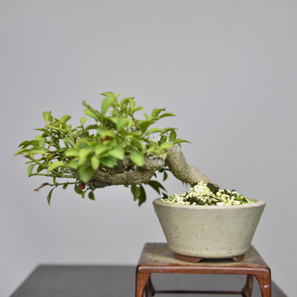 中国记忆记忆日日本真弓粉红红花开花结果小品盆景绿植