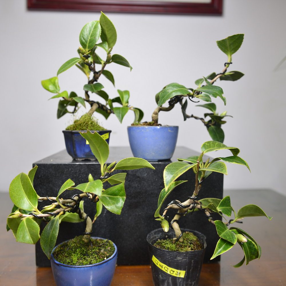 小品盆景中国记忆茶梅日本微型寿侘进口现货绿植