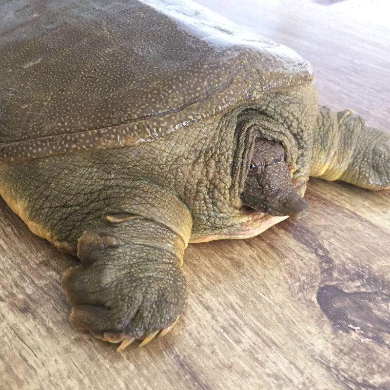 洪泽湖生态甲鱼老鳖甲鱼