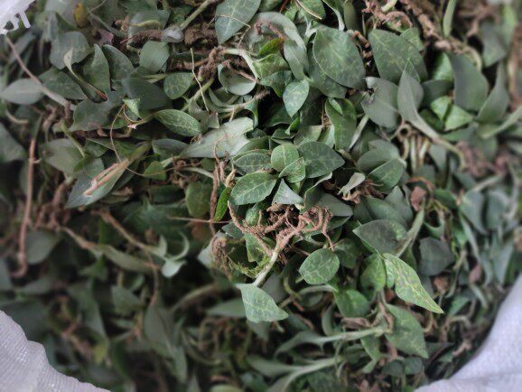 中药材浙江新鲜叶兰小叶叶青银线小青鲜货一斤传统滋补品其他