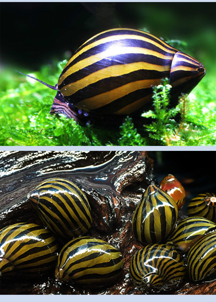 斑马水族宠物活体草缸清洁观赏藻螺螺