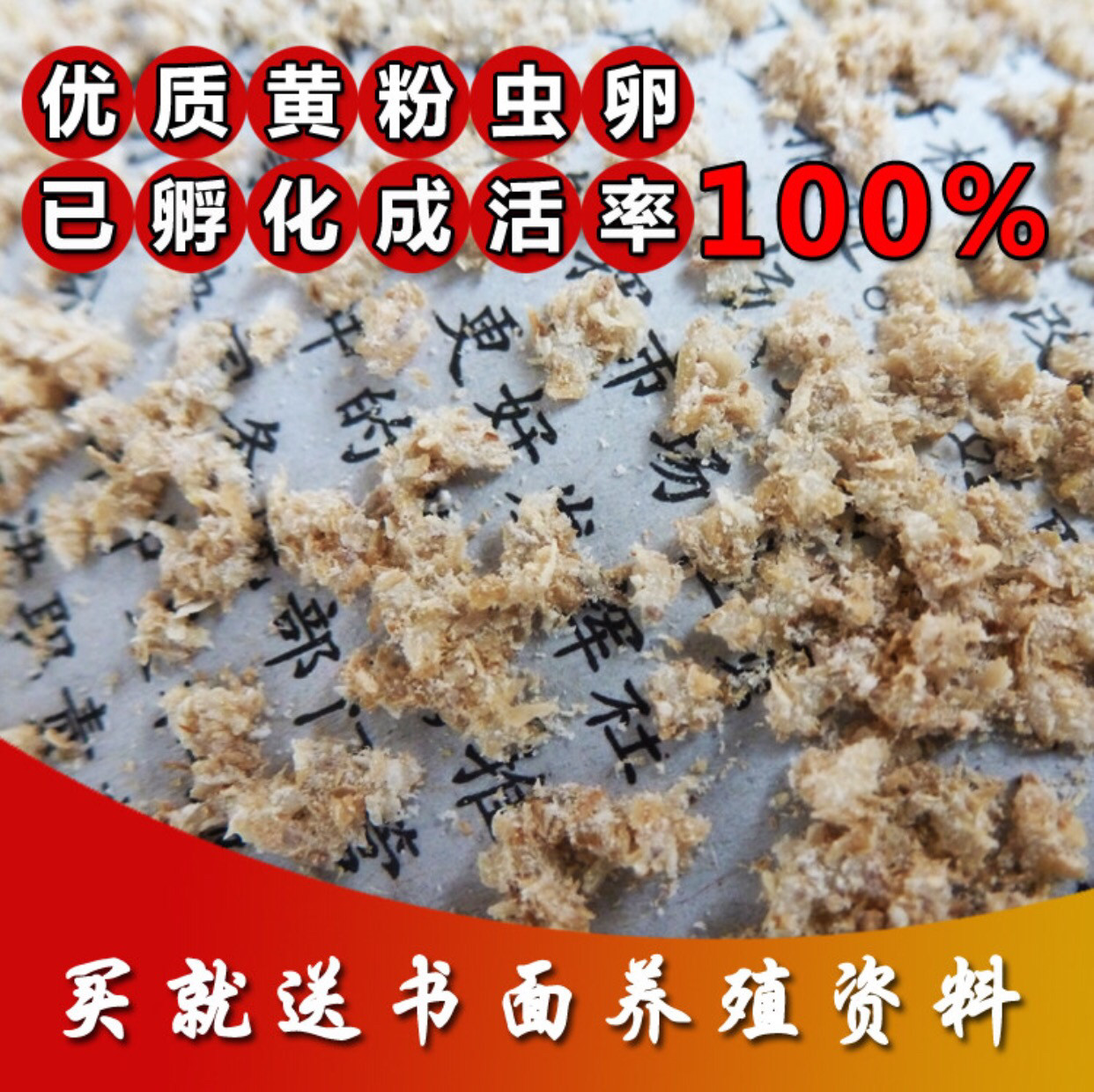 食物黄粉虫卵种虫面包包虫成虫虫蛹幼虫蝎子爬虫