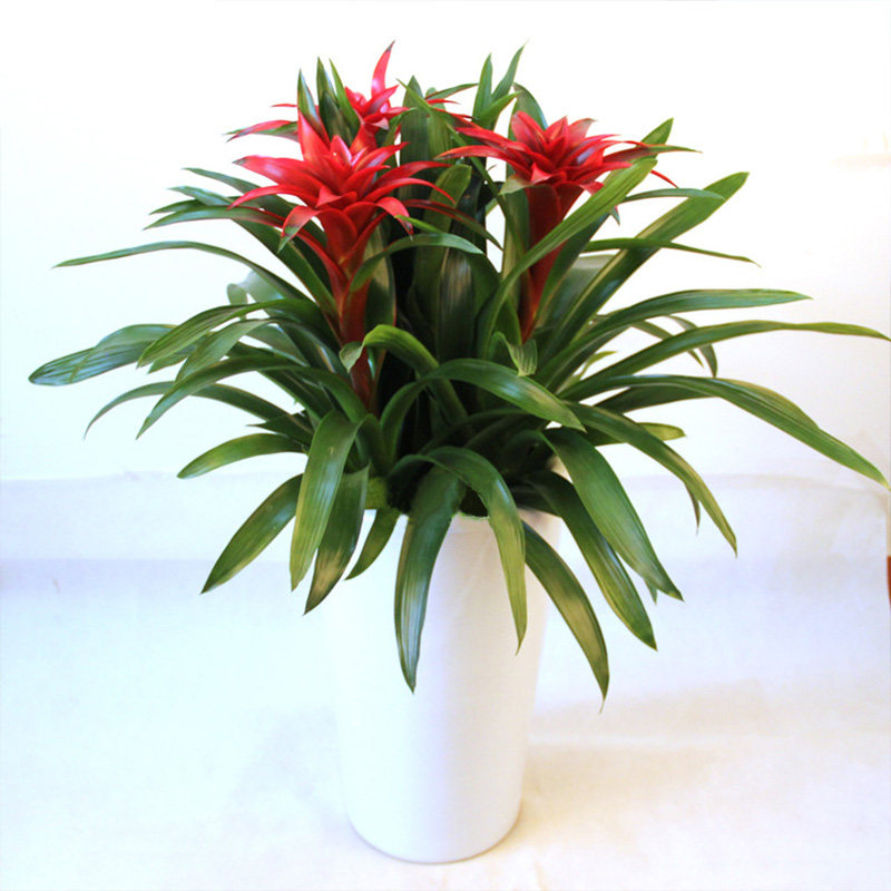 红心凤梨梨花开业乔迁送礼鸿运当头厦门盆栽花卉绿植