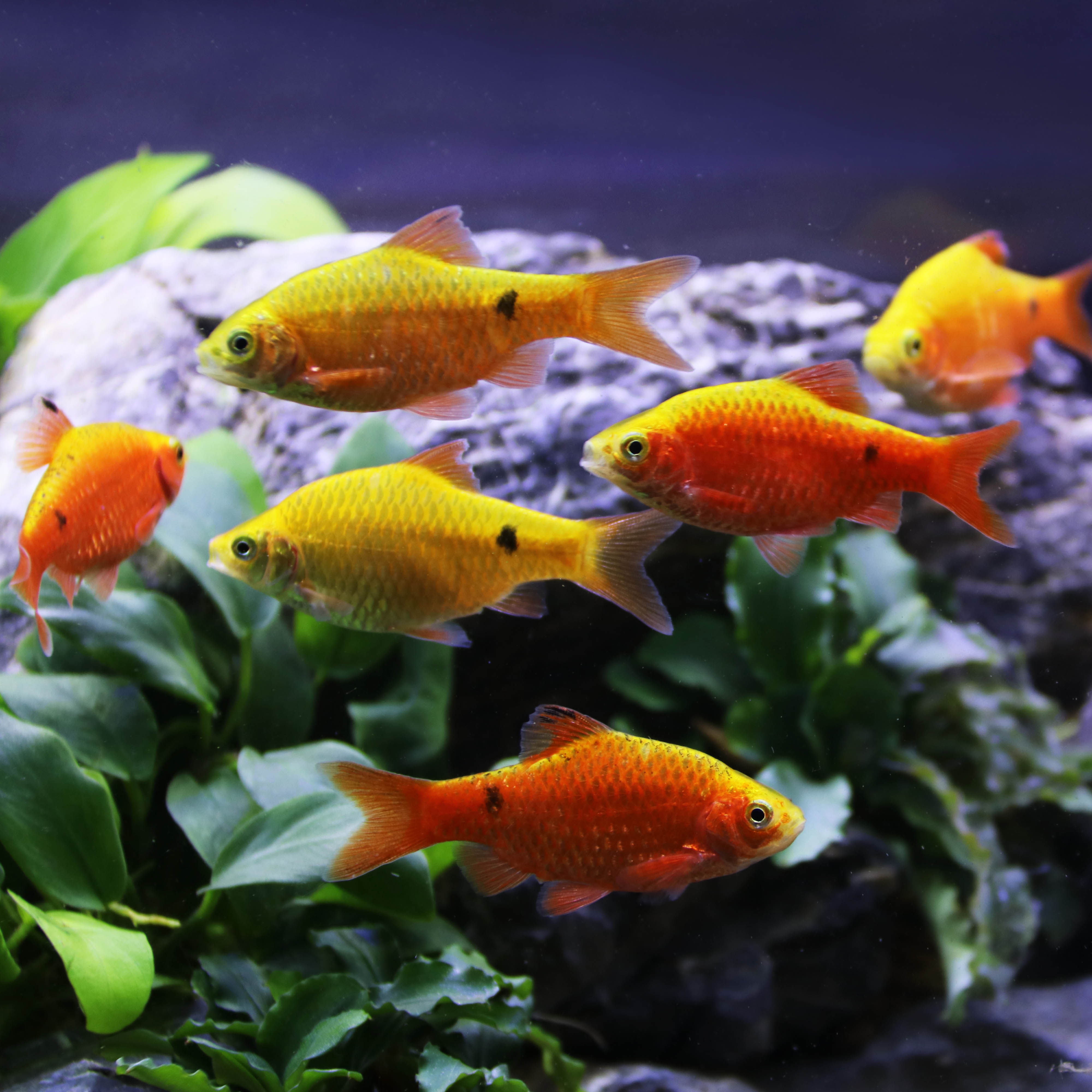 金元宝水耐小鱼练手冷水套餐淡水混养小型活体鱼