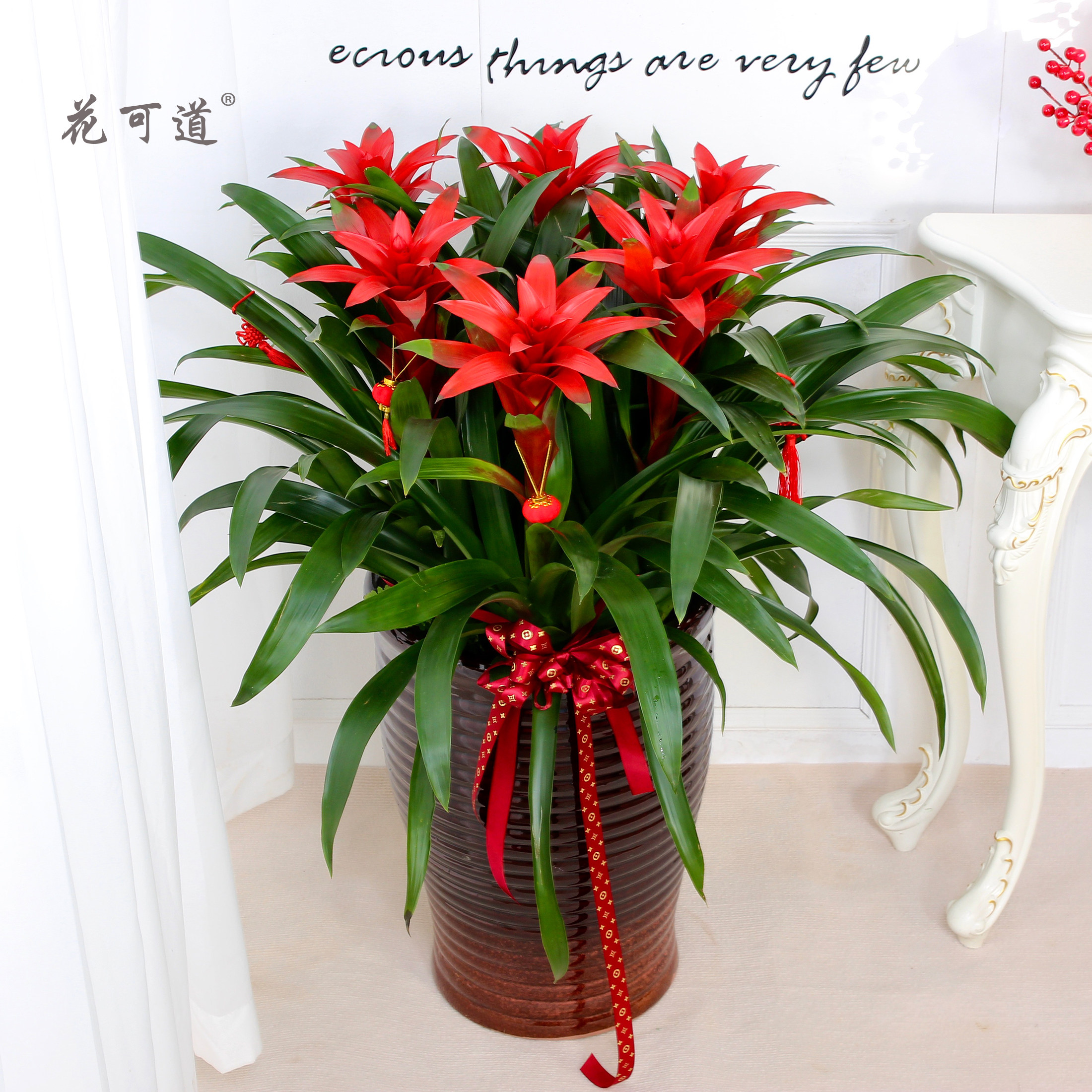 鸿运当头盆栽凤梨菠萝天津同城年宵花卉开业春节大型绿植
