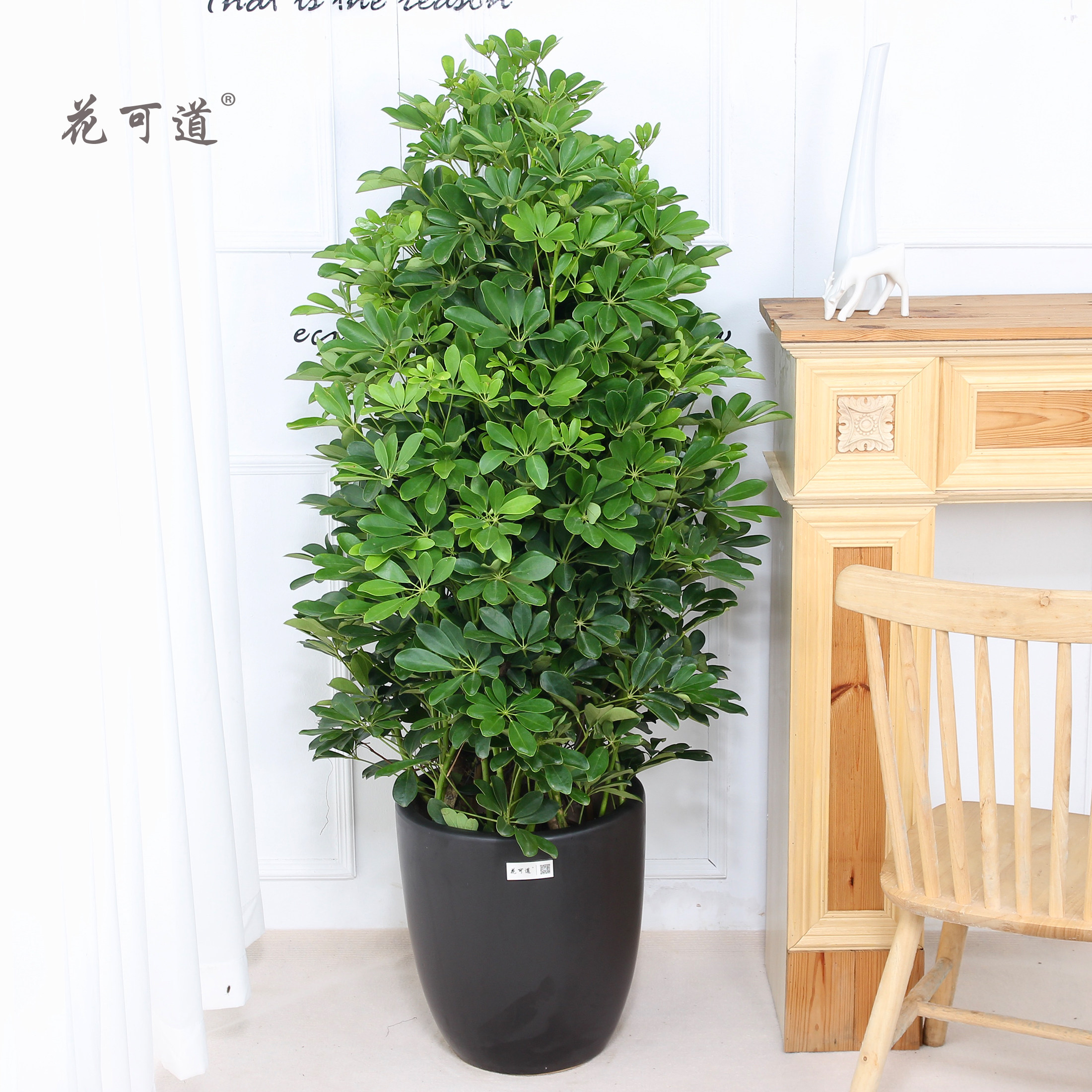 天津开业庆典乔迁摇钱树鸭脚木盆栽花卉鲜花速递同城绿植