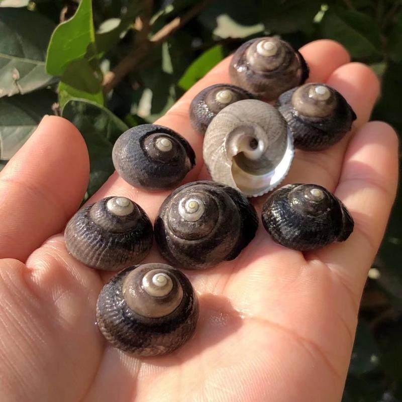 包邮天然小玫玫瑰钟螺海螺贝壳鱼缸水族装饰海螺