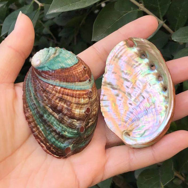 包邮天然海螺贝壳鲍鱼七彩彩贝鱼缸家具装饰海螺