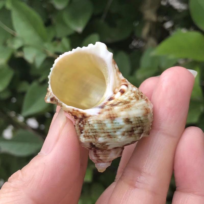 花斑蜗牛天然贝壳海螺鱼缸水族造景卷贝寄居海螺