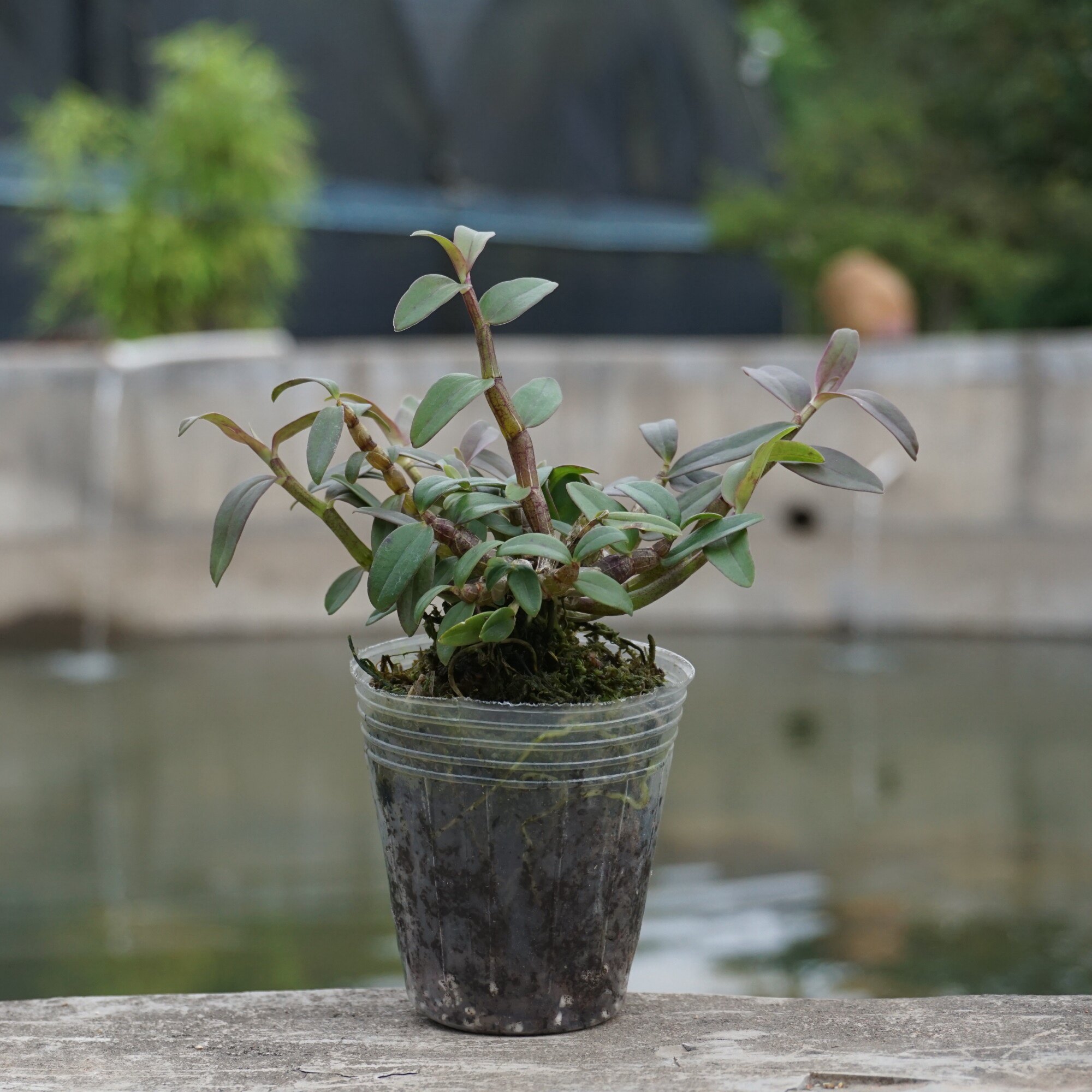 石斛原盆铁皮兰苗3年种苗盆栽丹霞红杆办公室绿植