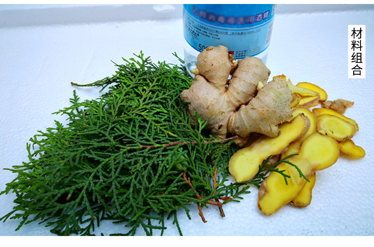 秦岭野生侧柏叶生发柏树叶泡酒精生姜洗发水防tuo发乌发sheng发