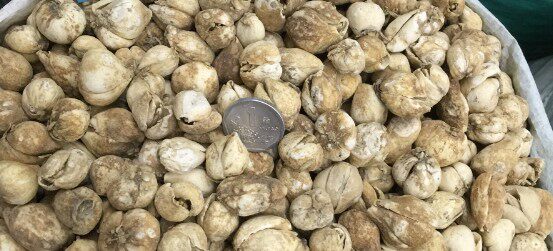 贝母中药材川贝炉贝正品50克150元包邮其他药食同源食品