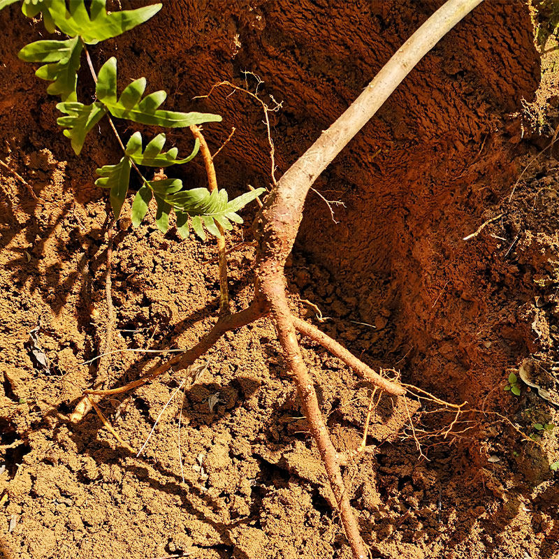 野生广东特级包特级汤料老火鸡汤五指500g材料其他药食同源食品