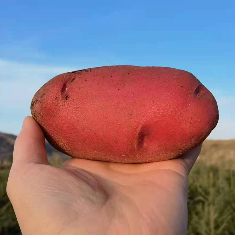 西吉土豆宁夏马铃薯新鲜农家自种粉香固原大洋土豆