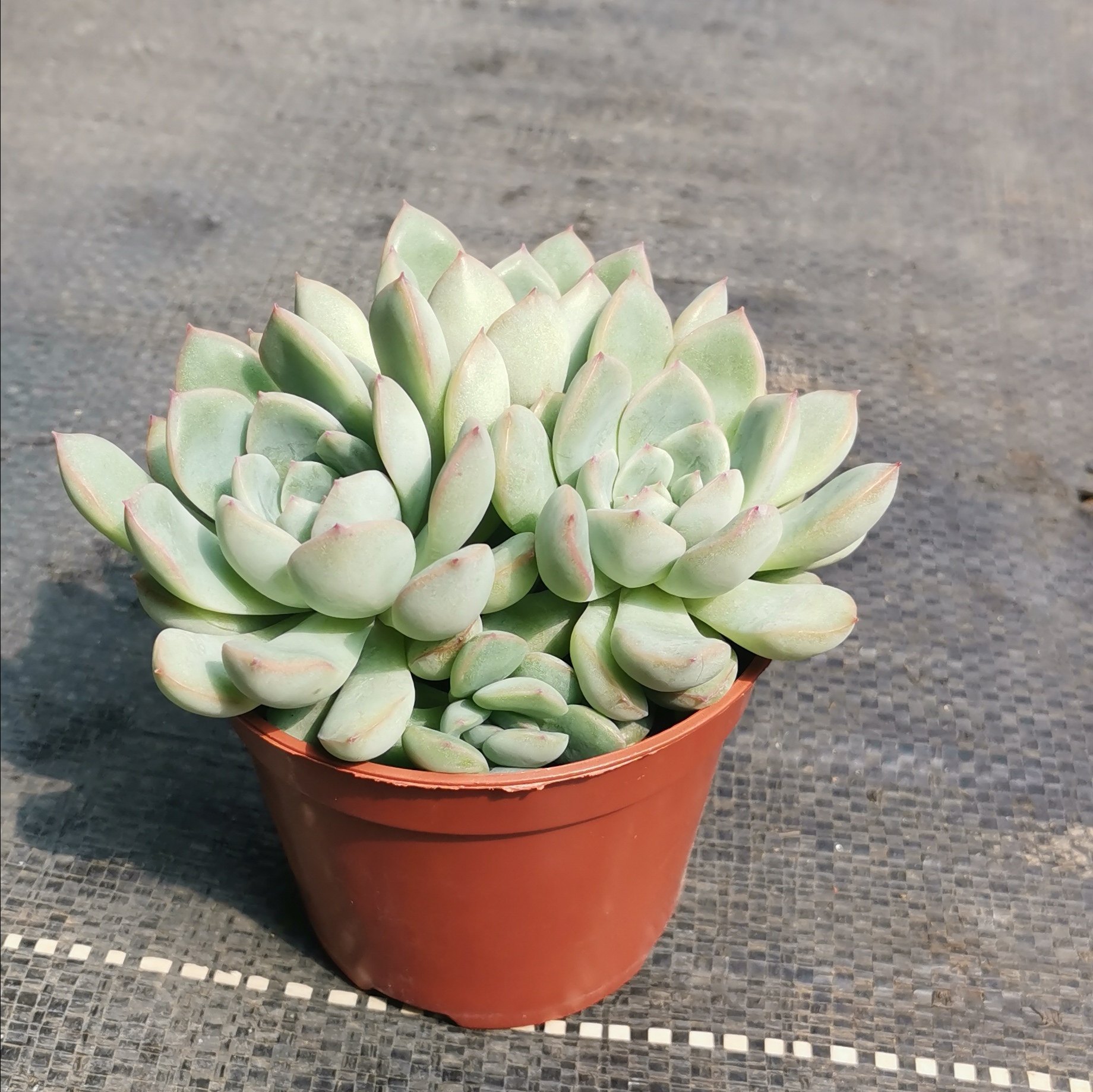 荷花多肉粉色系列植物多头群生老桩果冻色多多肉植物