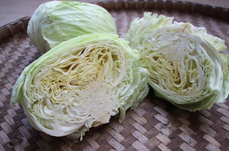 四川包菜莲花白白菜圆白菜高海拔海拔蔬菜其它