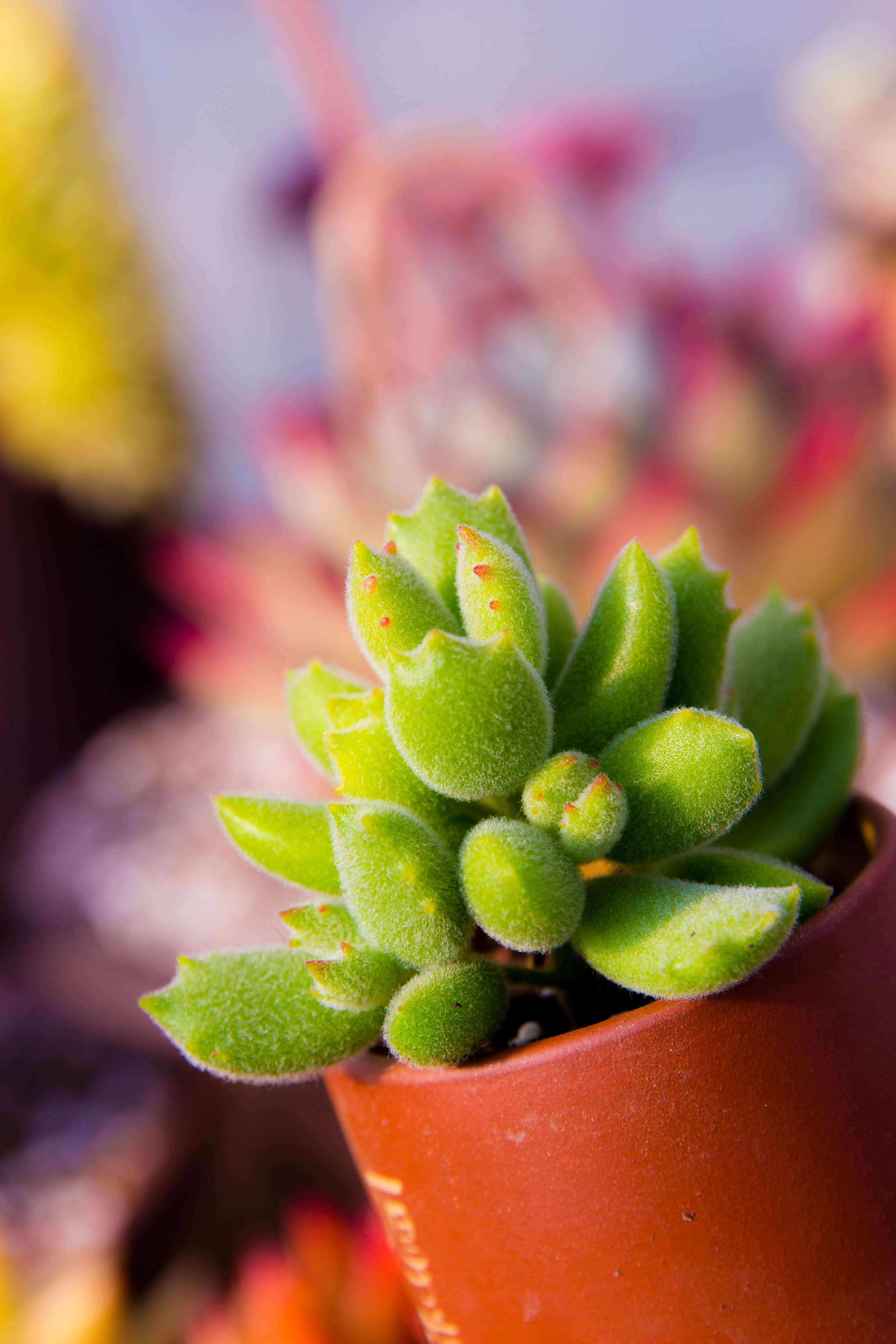群生roye韩国进口精品老桩多肉植物猫之猫爪小群多肉植物