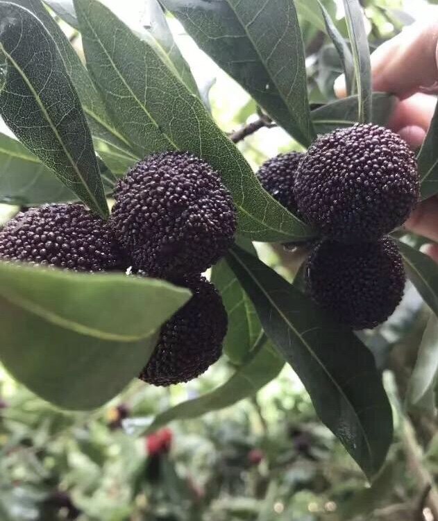 杨梅苏州浪荡东山pk盒装礼盒五斤西山水果杨梅