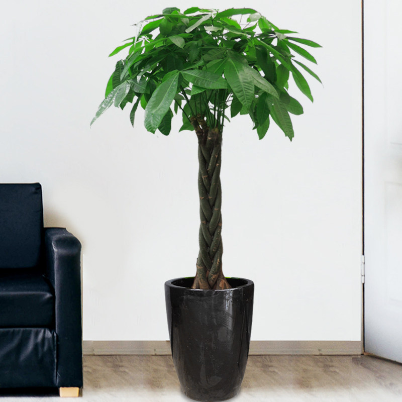 大型辫子五辫发财树旺宅老板礼品室内办公室盆栽大型绿植