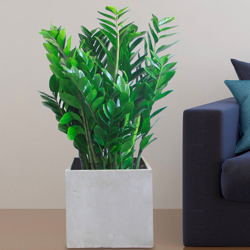 金钱树卧室客厅盆栽办公室室内绿植前台开业招财进宝绿植