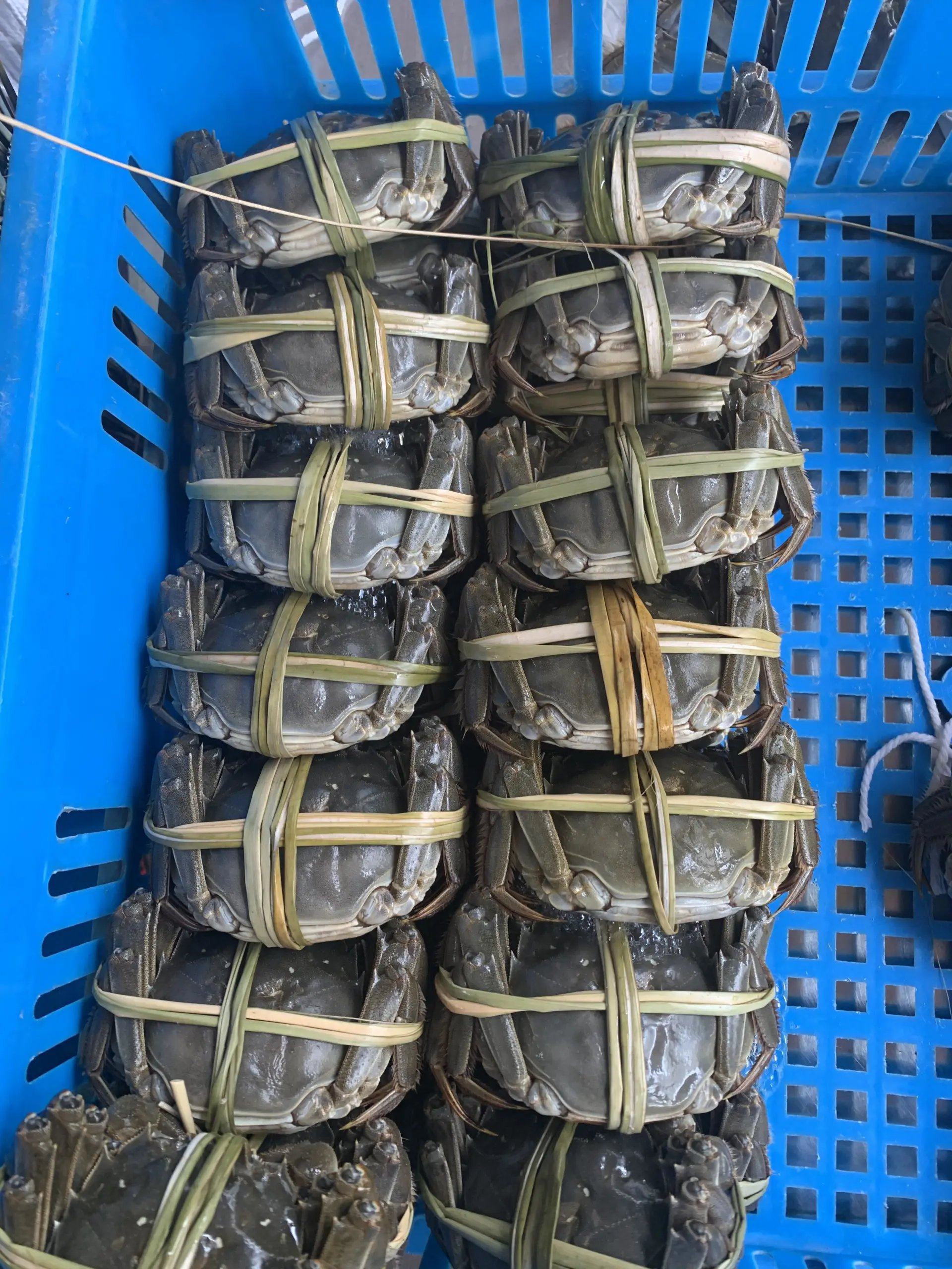 锡湖蟹阁大闸蟹活蟹公蟹43两母蟹33两10只装其他配件