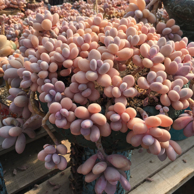 北京直播专用链接1-20号精品亚美奶酪桃蛋带盆多肉植物